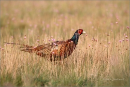 <p>BAŽANT OBECNÝ (Phasianus colchicus) /Common pheasant - Fasan/</p>